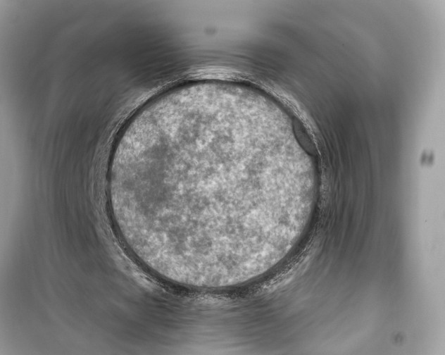 X0000099320529200805231427