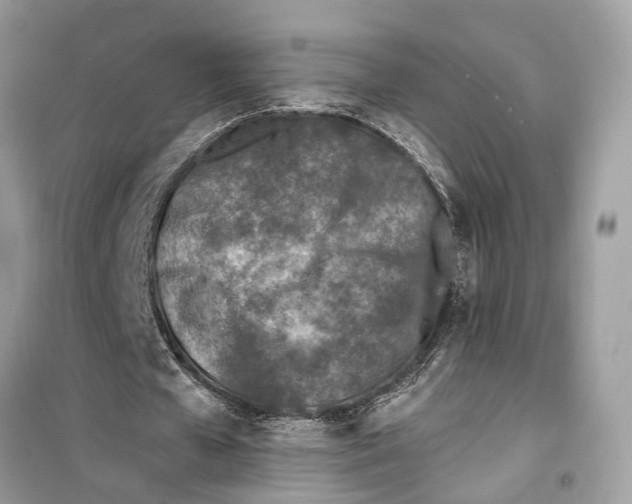 X0000099320577200805231427