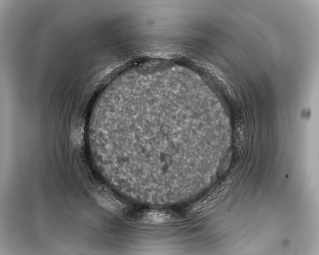 X0000099320596200805231426