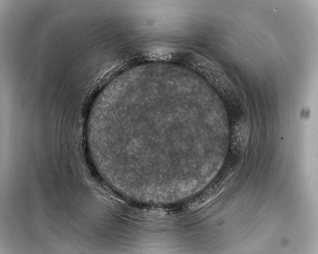 X0000099320600200805231426