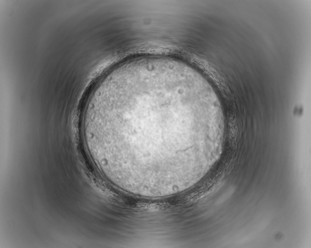 X0000099320679200805231425