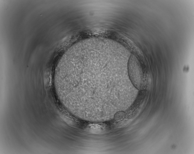 X0000099320703200805231425