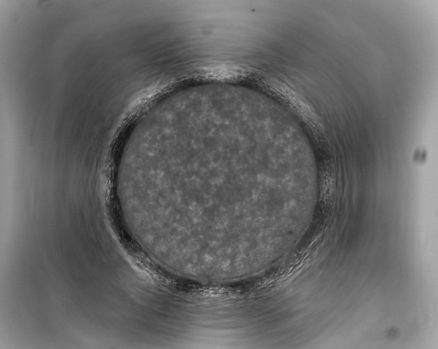 X0000099320736200805231424