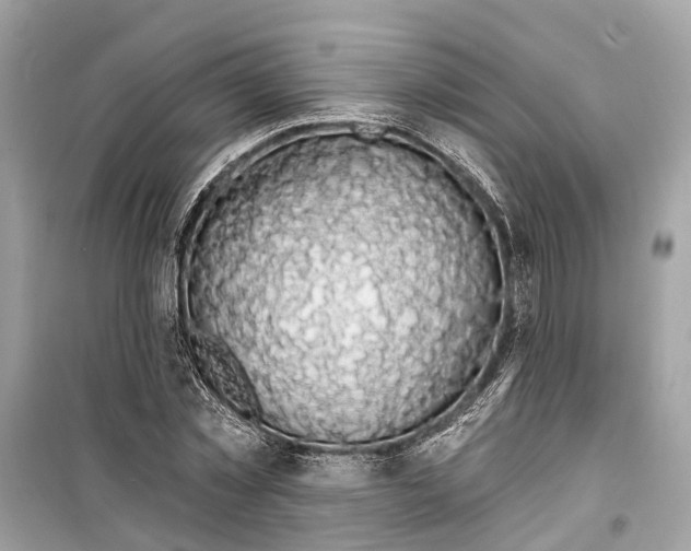 X0000099320781200805231424