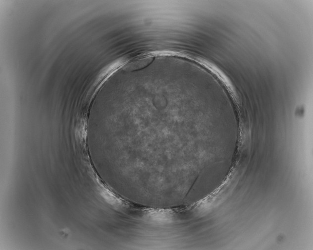 X0000099320809200805231423