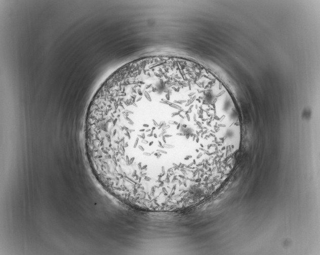 X0000099320863200805231423