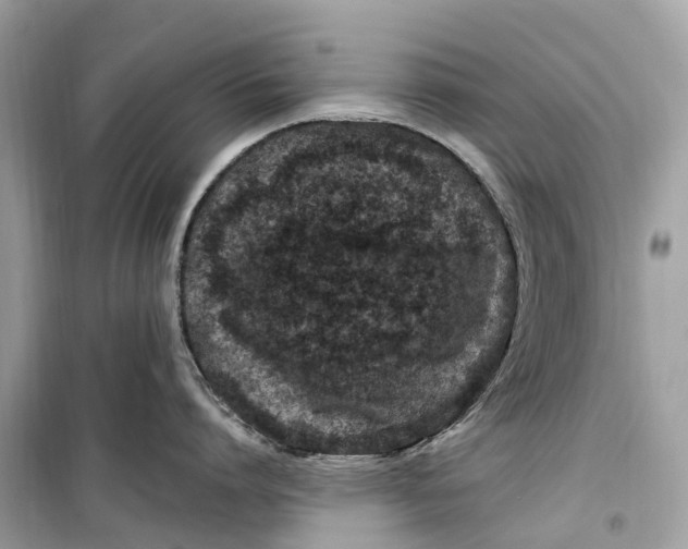 X0000099320864200805231423