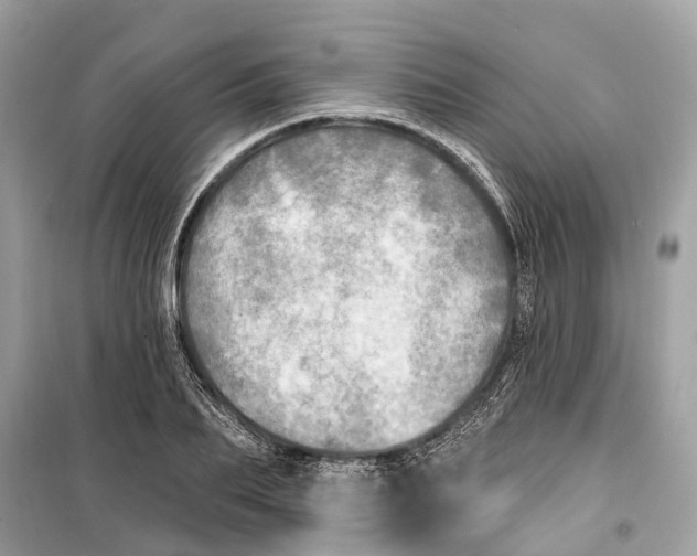 X0000099320887200805231422