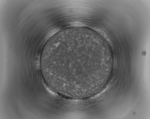 X0000099320889200805231422