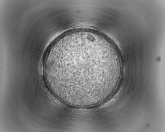 X0000099320925200805231421