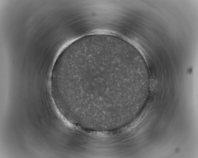 X0000099320995200805231421