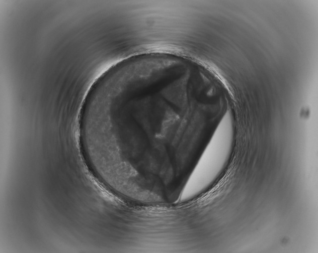 X0000099321024200805231420