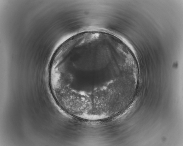 X0000099321053200805231421