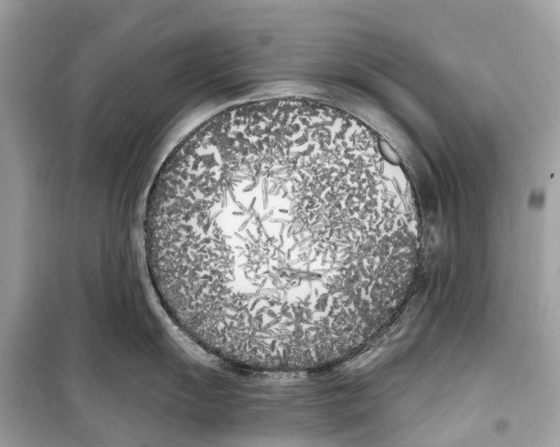 X0000099321055200805231421