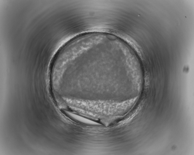 X0000099321077200805231420