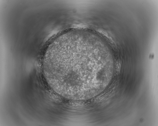 X0000099321254200805231417