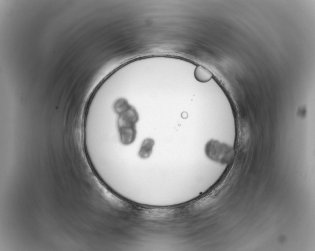 X0000099321294200805231416