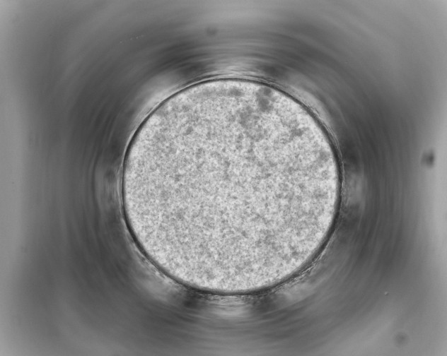 X0000099321338200805231416