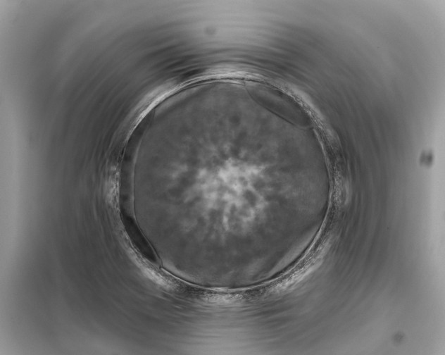 X0000099321369200805231415