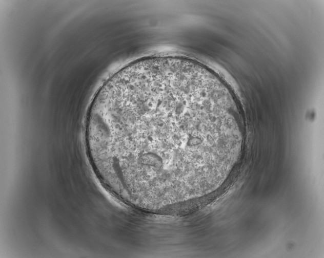 X0000099321429200805231415