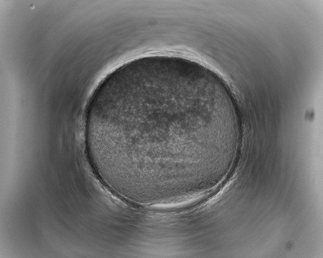 X0000099321506200805231413