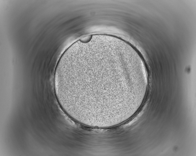 X0000099321529200805231414