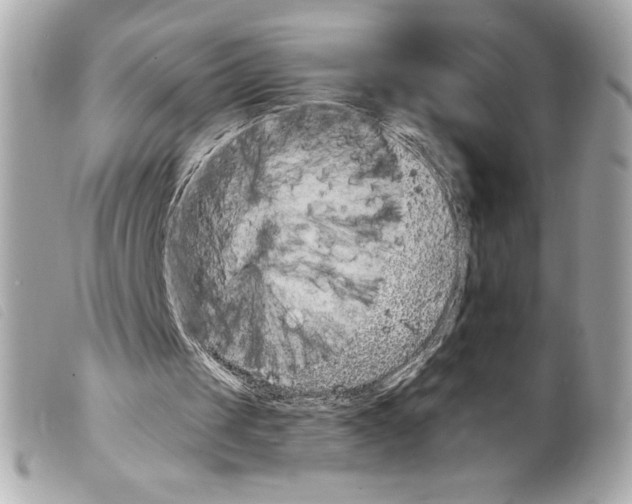 X0000099320049200805301224