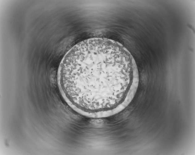 X0000099320181200805301223