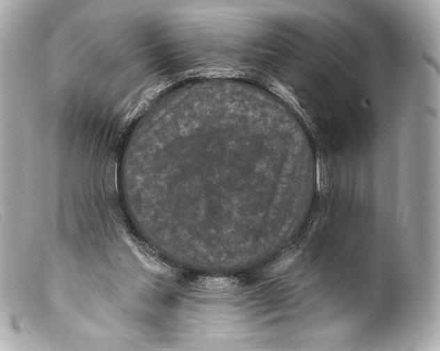 X0000099320205200805301223