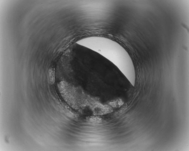 X0000099320471200805301219