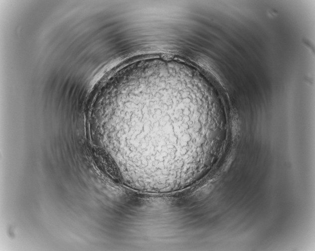X0000099320781200805301215