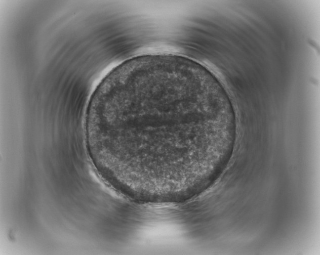 X0000099320864200805301214
