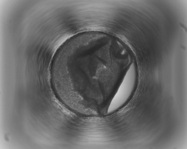 X0000099321024200805301211