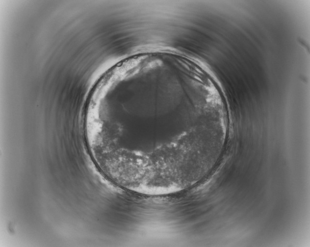 X0000099321053200805301212