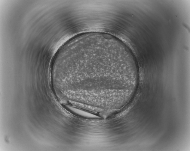 X0000099321077200805301211