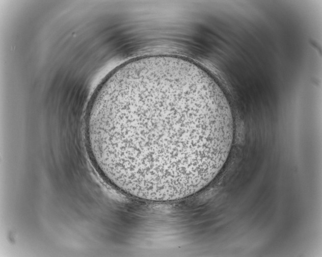 X0000099321086200805301211
