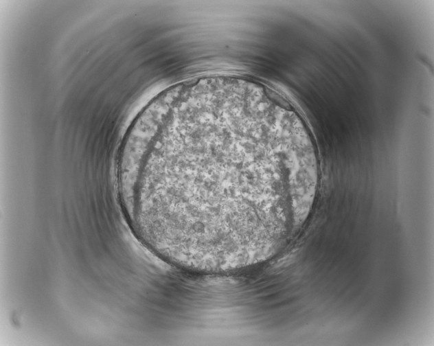 X0000099321243200805301209