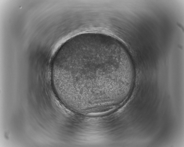 X0000099321506200805301204