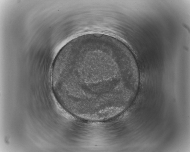 X0000099321522200805301205