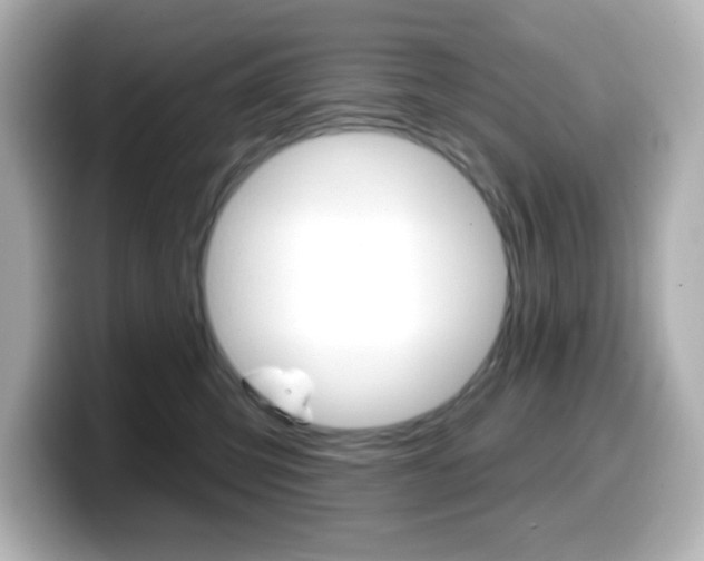 X0000099380423200805081203