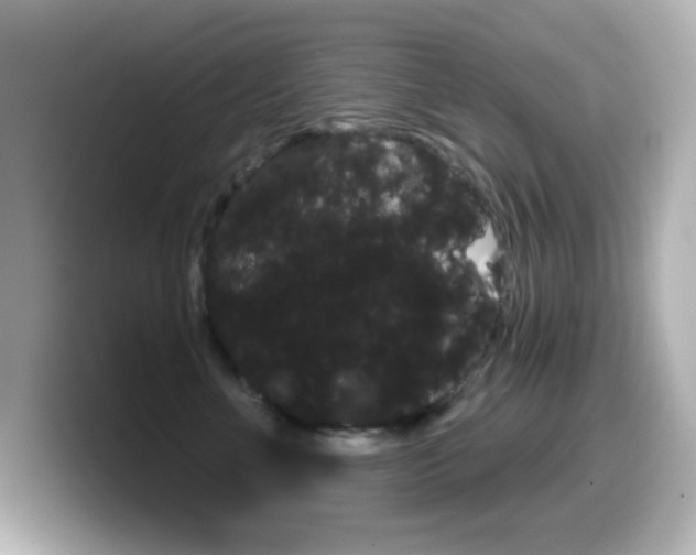 X0000099380523200805081202