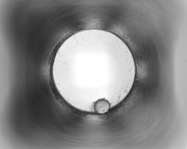 X0000099380534200805081201