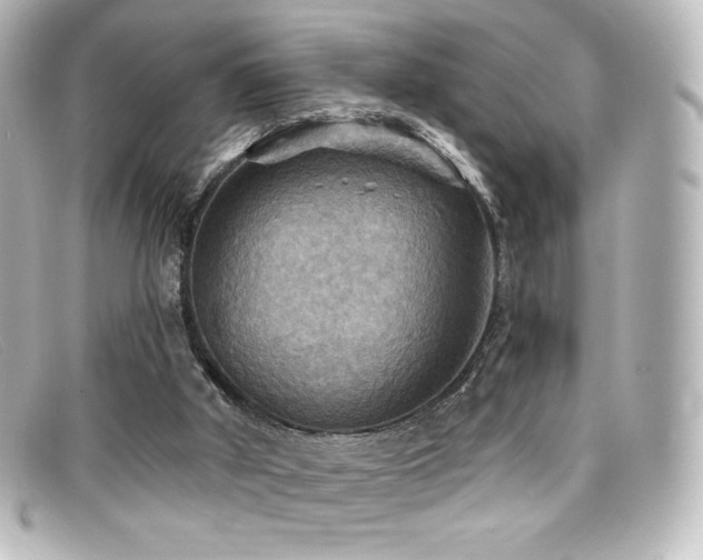 X0000099380010200805081456