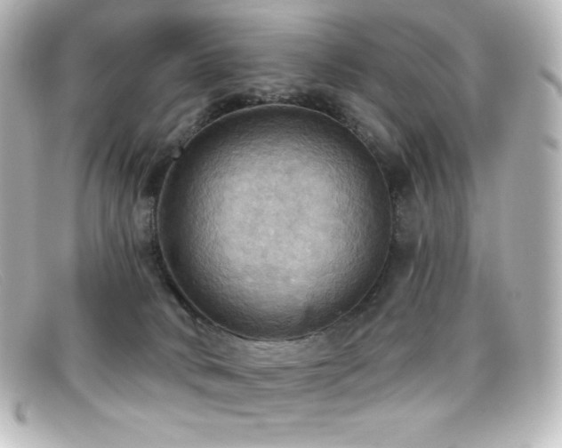 X0000099380034200805081455