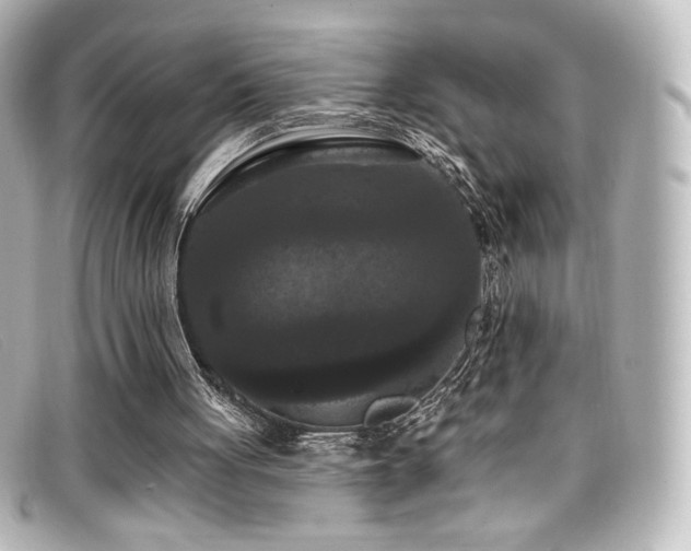 X0000099380051200805081455