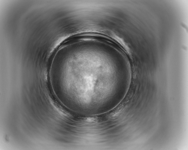 X0000099380060200805081455