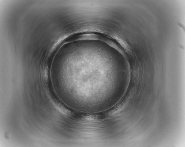 X0000099380064200805081455