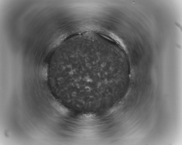 X0000099380065200805081455