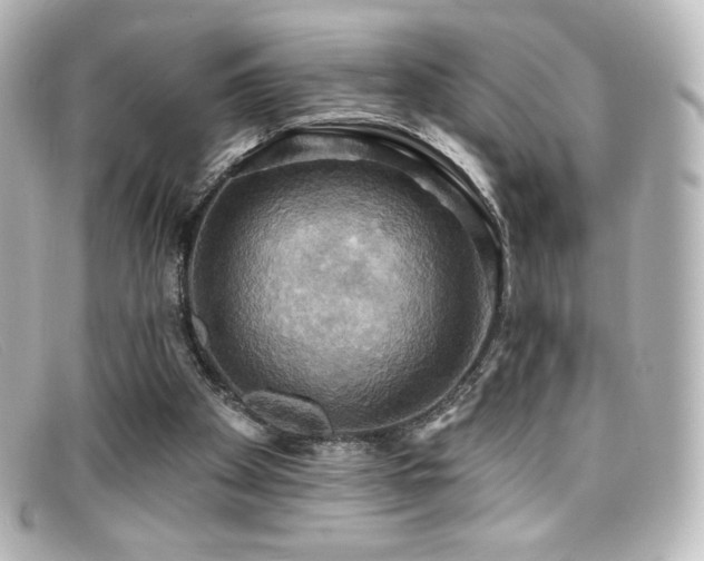 X0000099380105200805081454