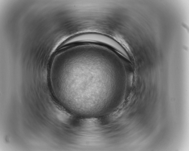 X0000099380108200805081454